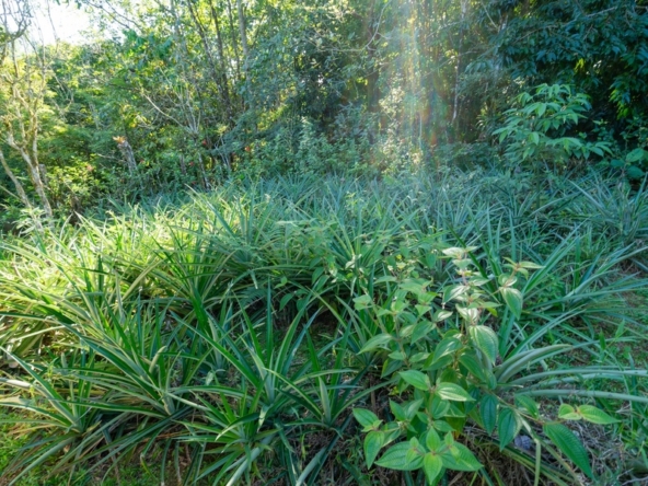 luxurious-eco-resort-dominical