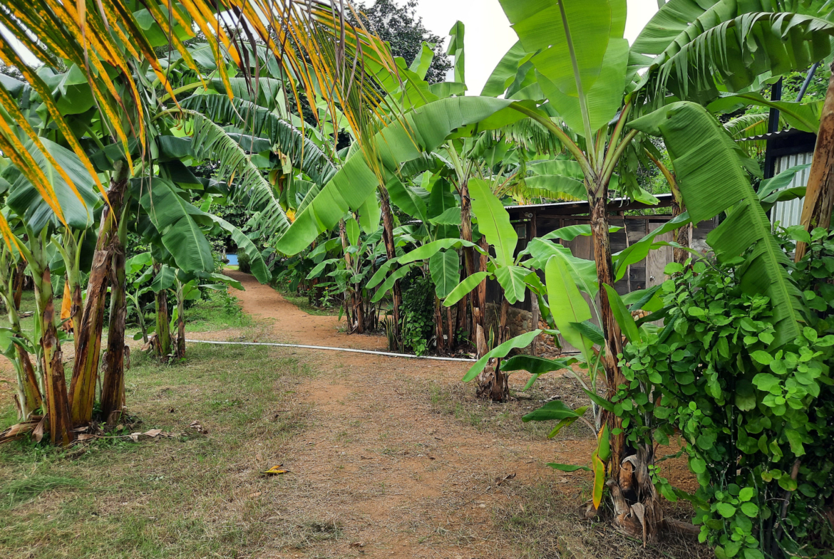 shaka-surf-camp-popoyo