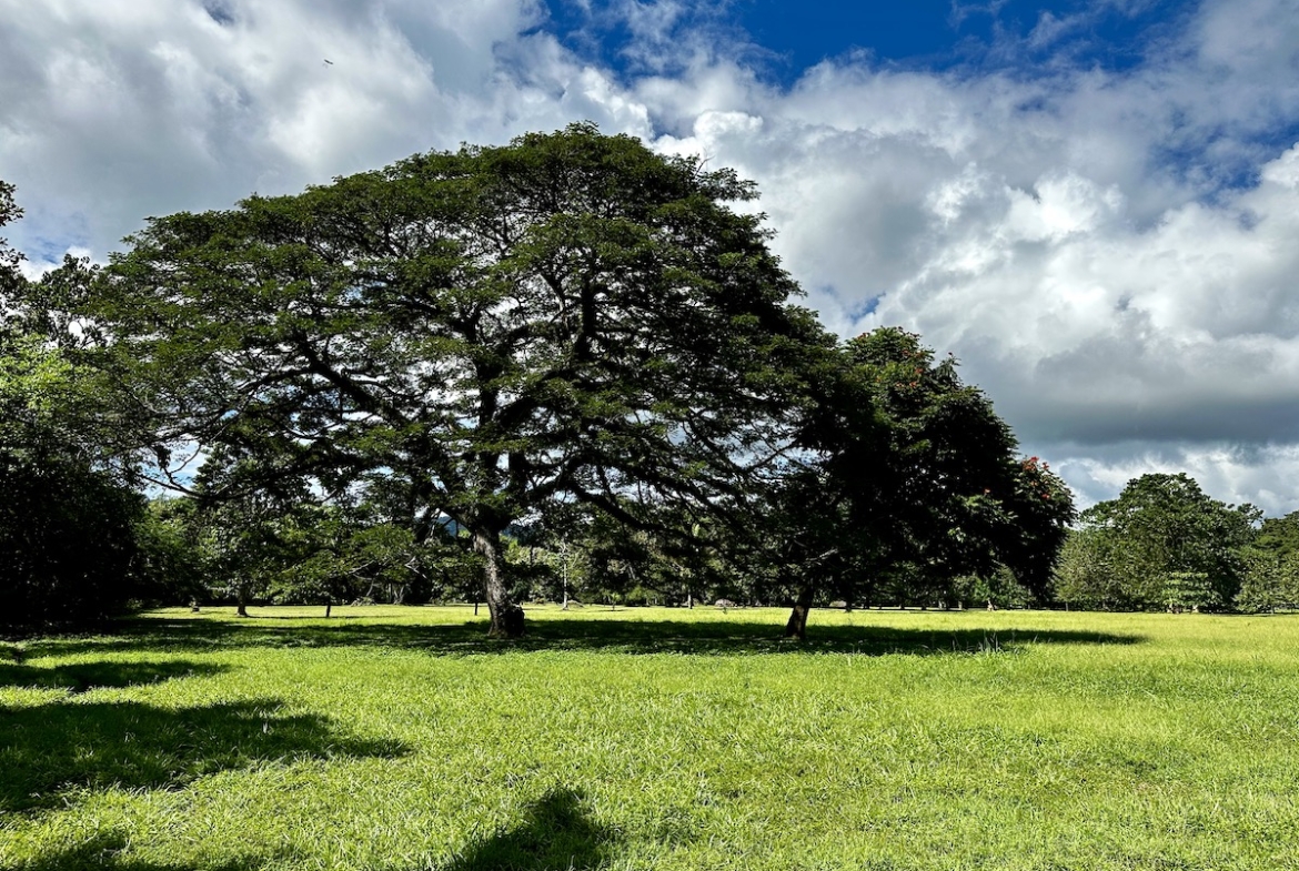 surf-front-property-osa-peninsula-1