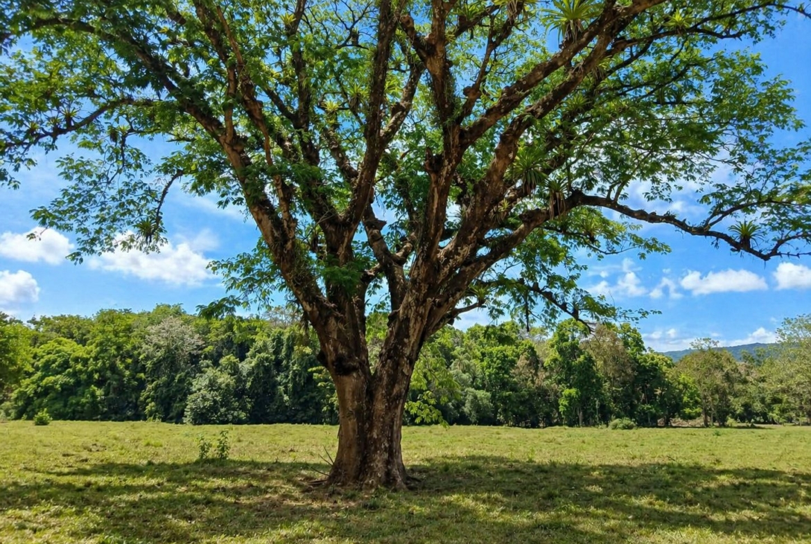 pixvae-veraguas-panama-ocean-view-land-for-sale